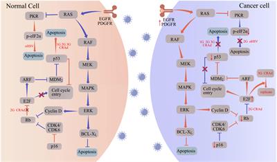 Advances in oncolytic herpes simplex virus and adenovirus therapy for recurrent glioma